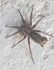 Herpyllus propinquus