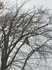 Hemiphaga novaeseelandiae