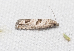 Pelochrista mirosignata