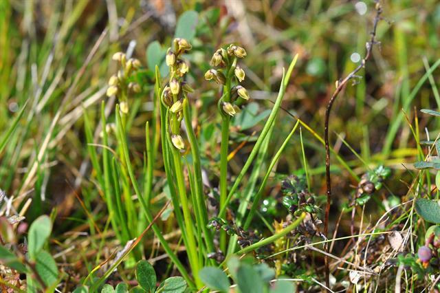 Chamorchis