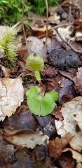 Corybas walliae