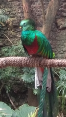 Pharomachrus mocinno