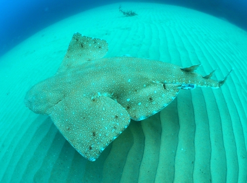 Australian angelshark (Squatina australis) — Squatinidae — 2