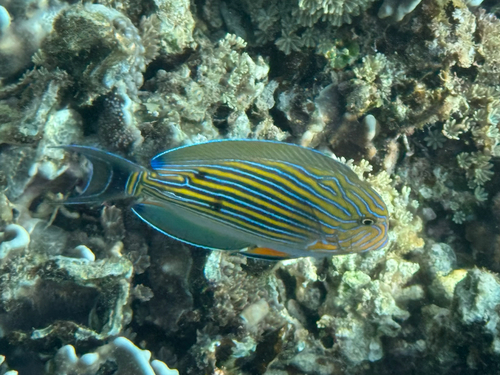 Acanthurus lineatus