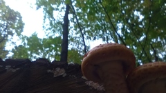 Pholiota aurivella