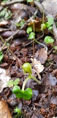 Corybas walliae