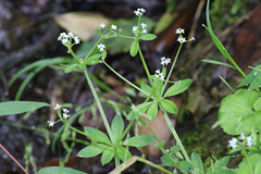 Galium asperuloides