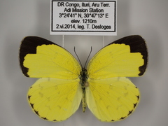 Eurema hecabe solifera