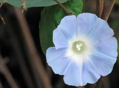 Ipomoea nil