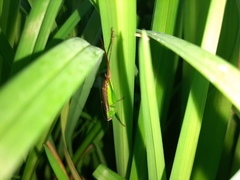 Conocephalus japonicus