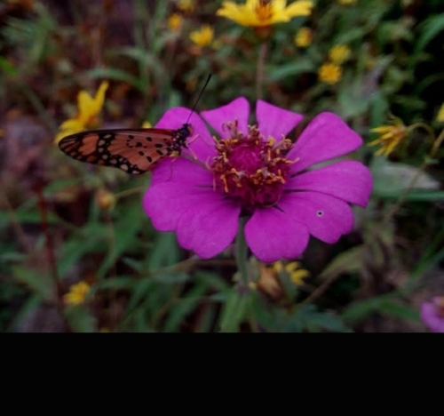 Elegant Zinnia