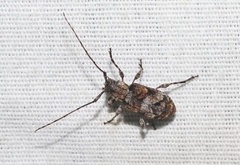 Pseudastylopsis pini