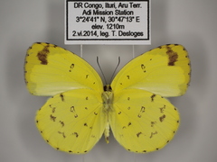 Eurema hecabe solifera