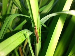 Conocephalus japonicus