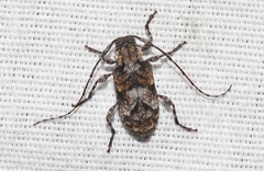 Pseudastylopsis pini