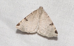 Neoterpes graefiaria