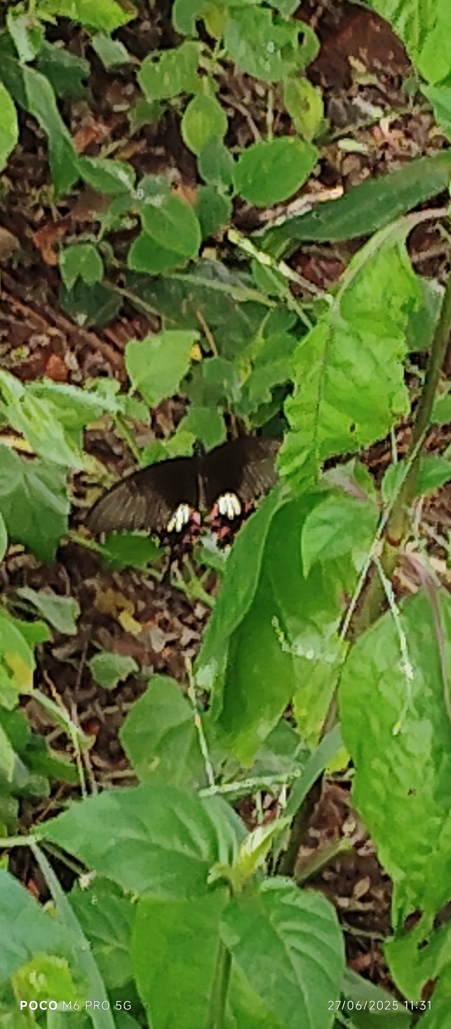 Common Mormon