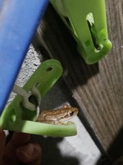 Scinax