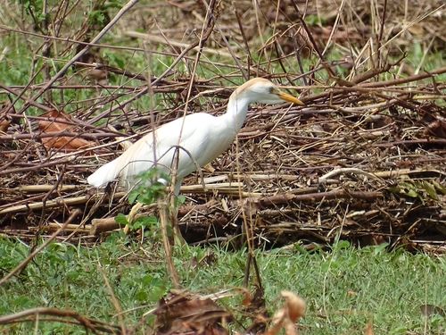 Western Cattle-Egret