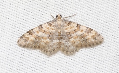 Zenophleps obscurata