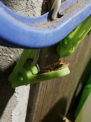 Scinax