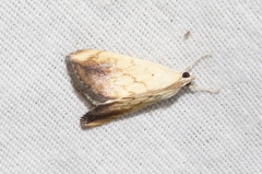 Evergestis consimilis