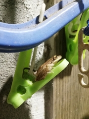 Scinax