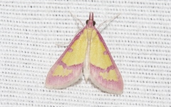 Choristostigma roseopennalis