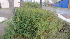 Urtica platyphylla