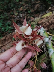 Mormodes
