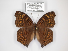 Junonia chorimene