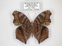 Junonia chorimene