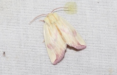 Thurberiphaga diffusa