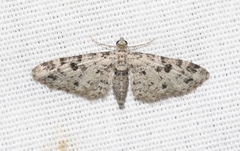 Prorella discoidalis