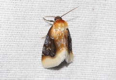 Chrysoecia scira