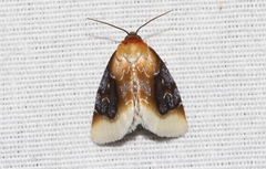 Chrysoecia scira