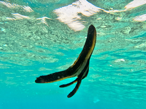 Platax teira