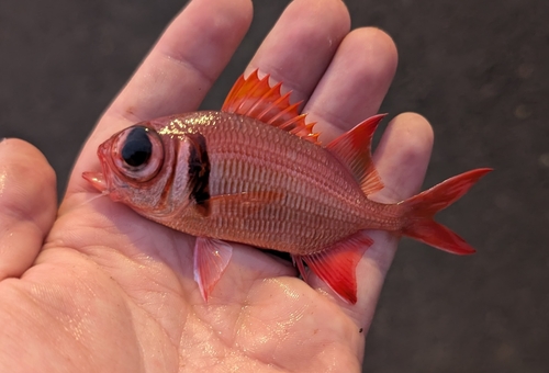 Epaulet soldierfish (Myripristis kuntee) — Holocentridae — 2