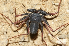 Paraphrynus carolynae