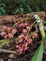 Mormodes