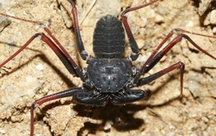 Paraphrynus carolynae