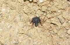 Paraphrynus carolynae