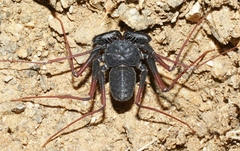 Paraphrynus carolynae