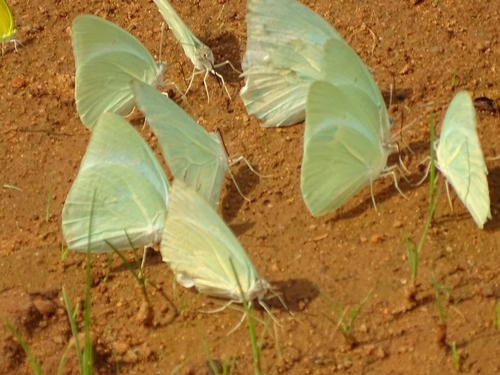 African Migrant