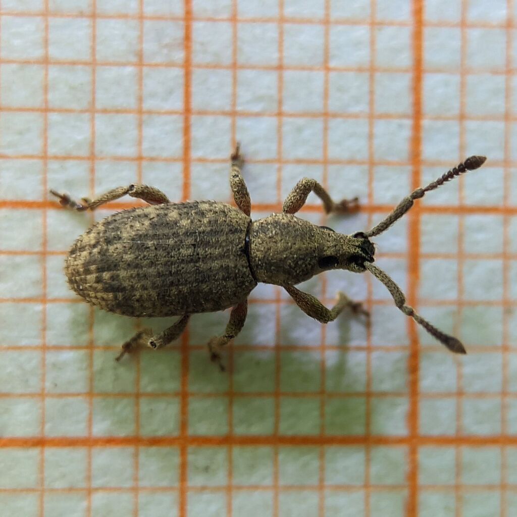 Simo variegatus