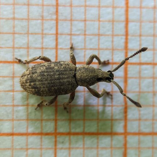 Simo variegatus