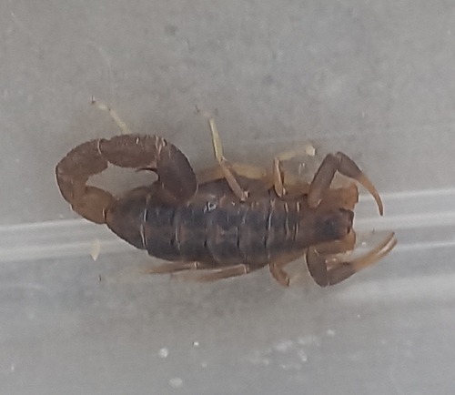 Highveld Lesser-Thicktail Scorpion
