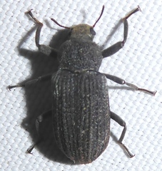 Stenochiinae