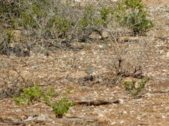 Malurus splendens melanotus