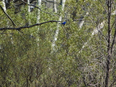 Malurus splendens melanotus